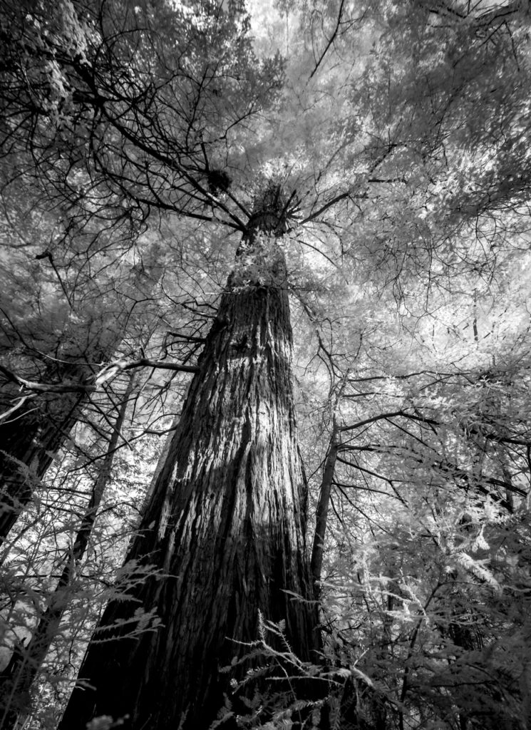 Redwoods2155